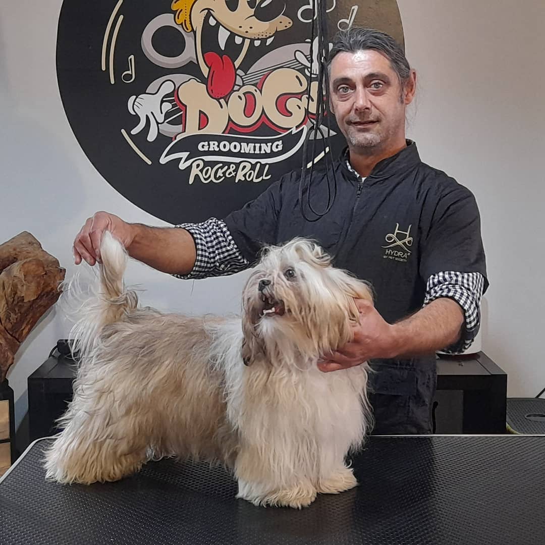 dogs grooming rock and roll