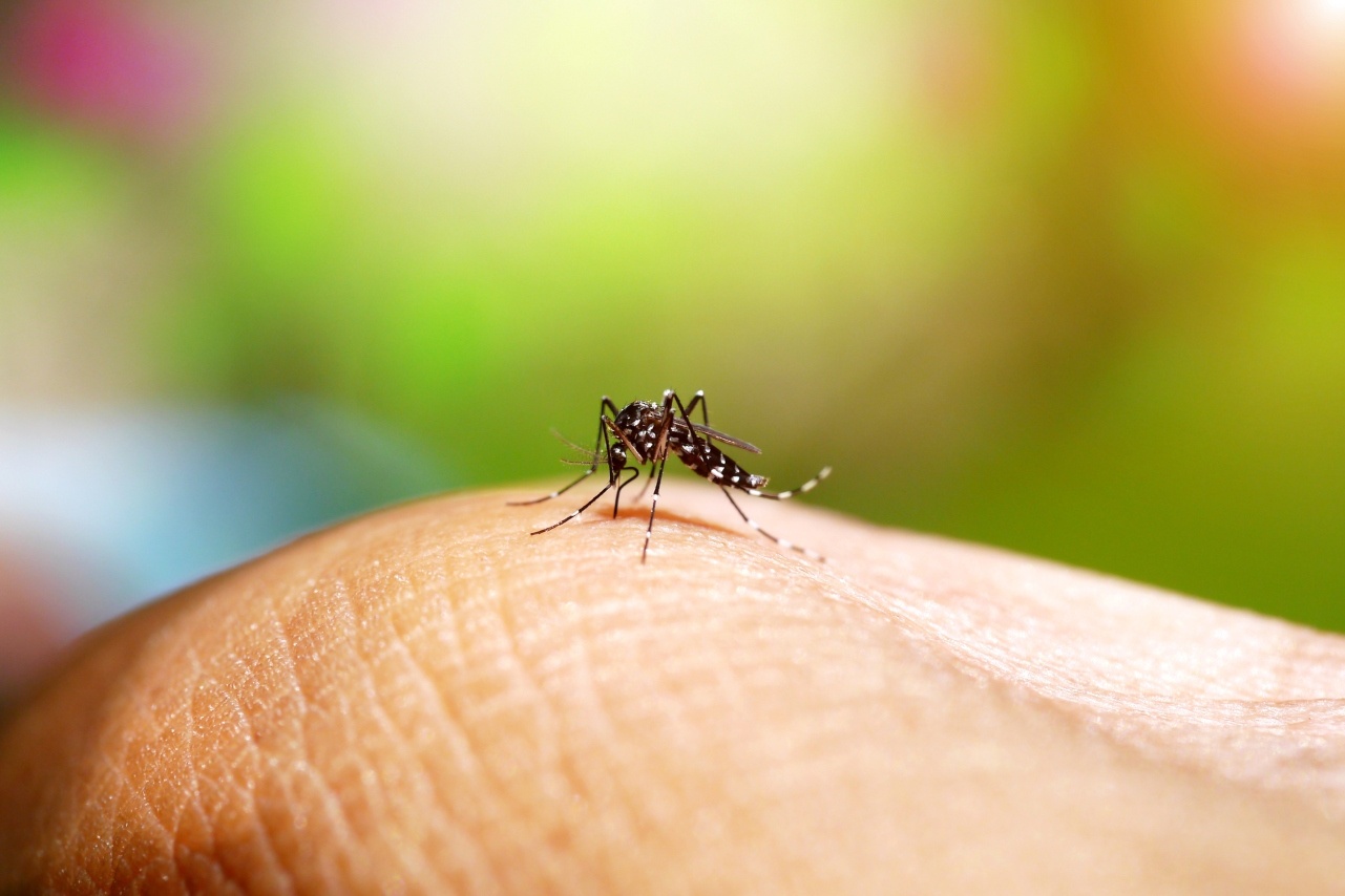 OMS prevê 4 milhões de casos de zika nas Américas em um ano