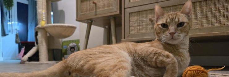 Há um novo serviço de cat sitting para adoções feitas no gatil municipal no Seixal